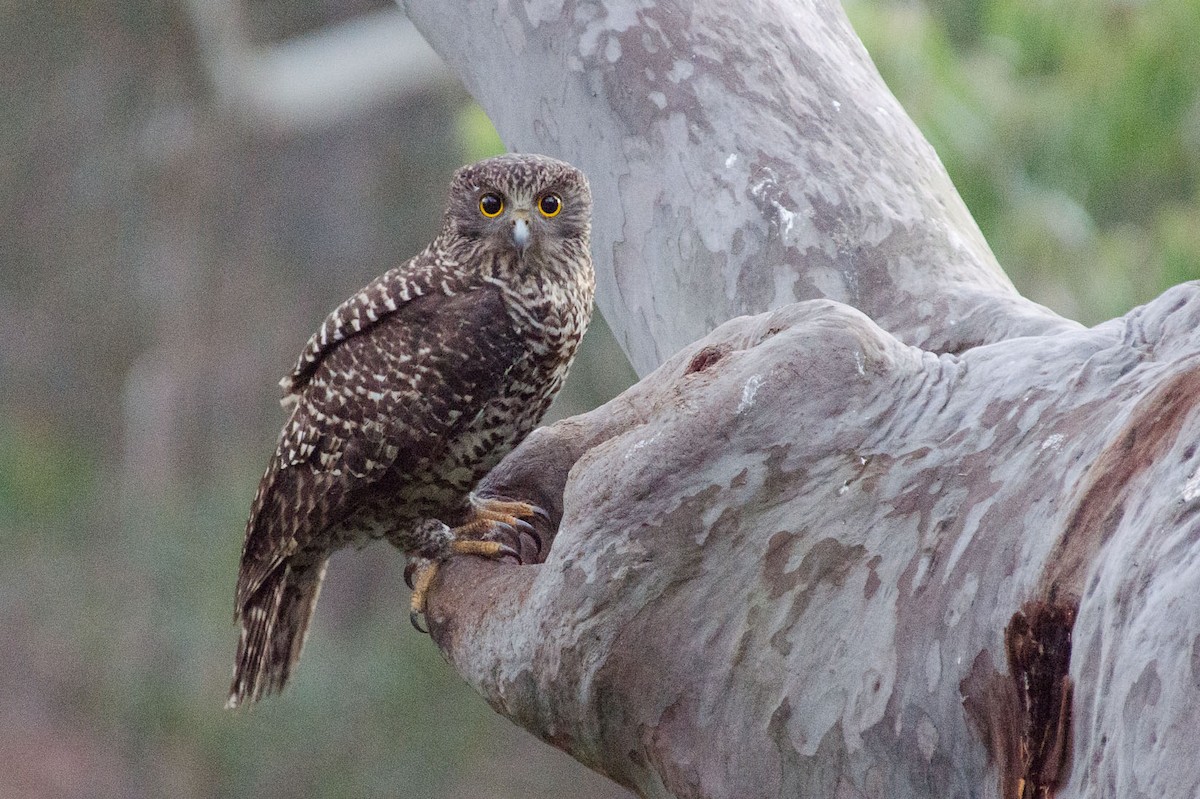 Powerful Owl - ML140312061