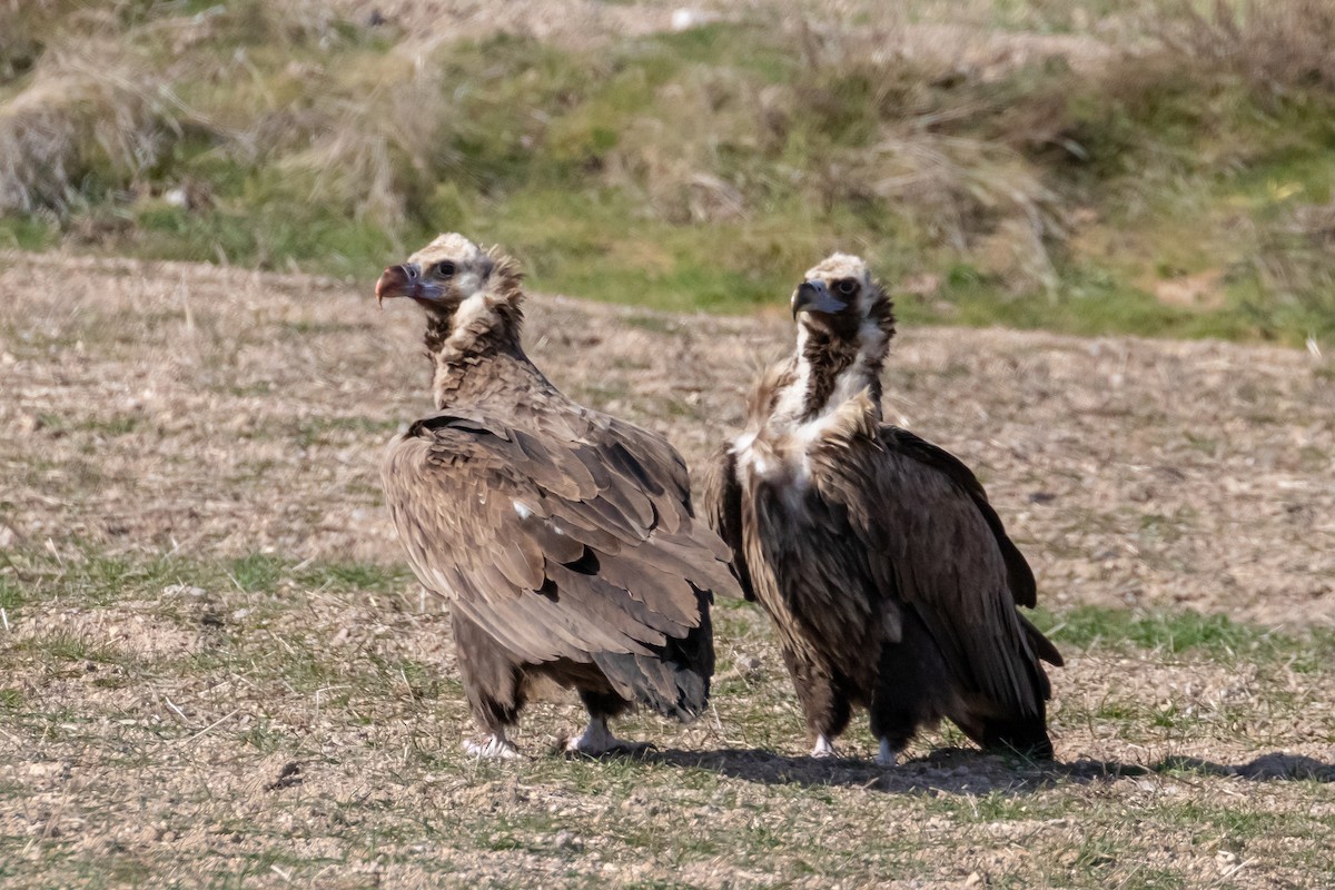 Cinereous Vulture - ML140314331