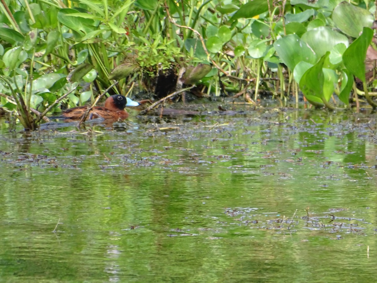 Masked Duck - ML140314911