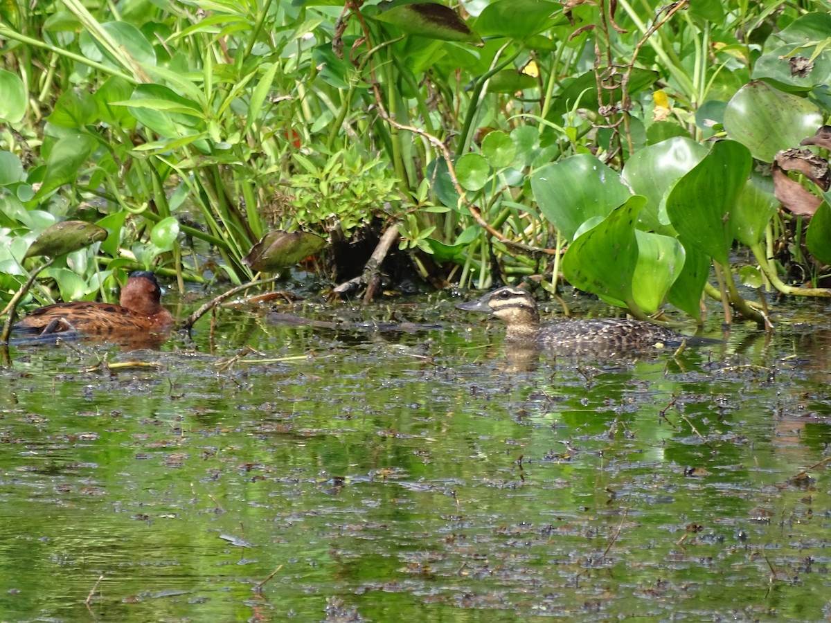 Masked Duck - ML140314941