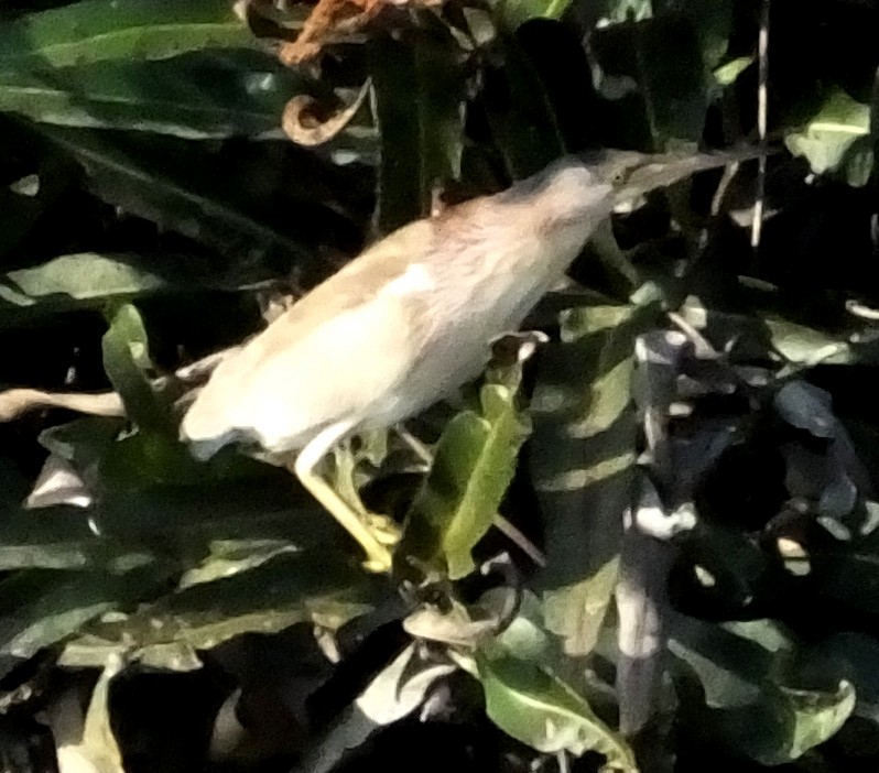 Yellow Bittern - ML140315711