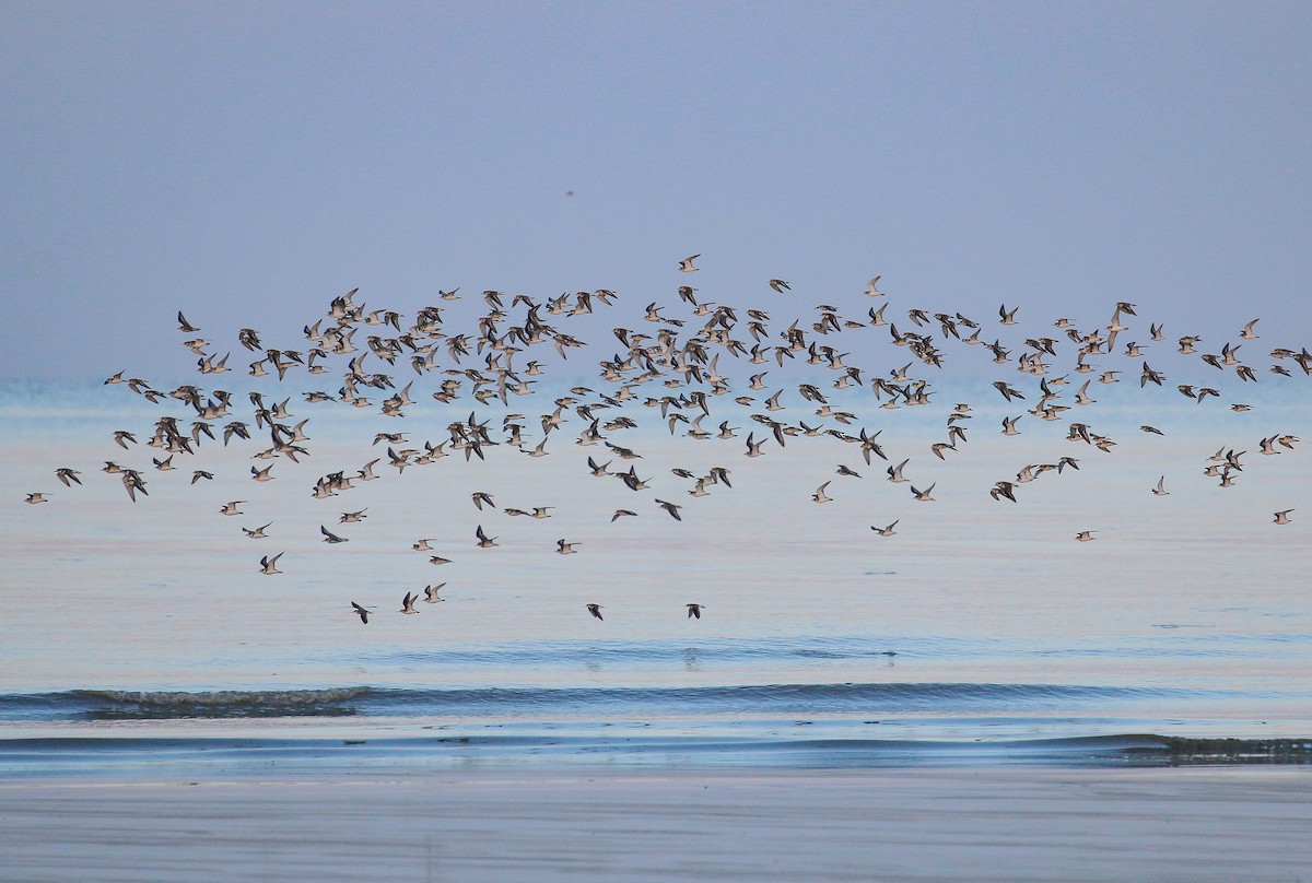 Tibetan Sand-Plover - ML140315861