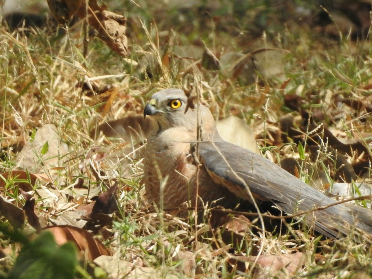 Gavilán Chikra - ML140315961