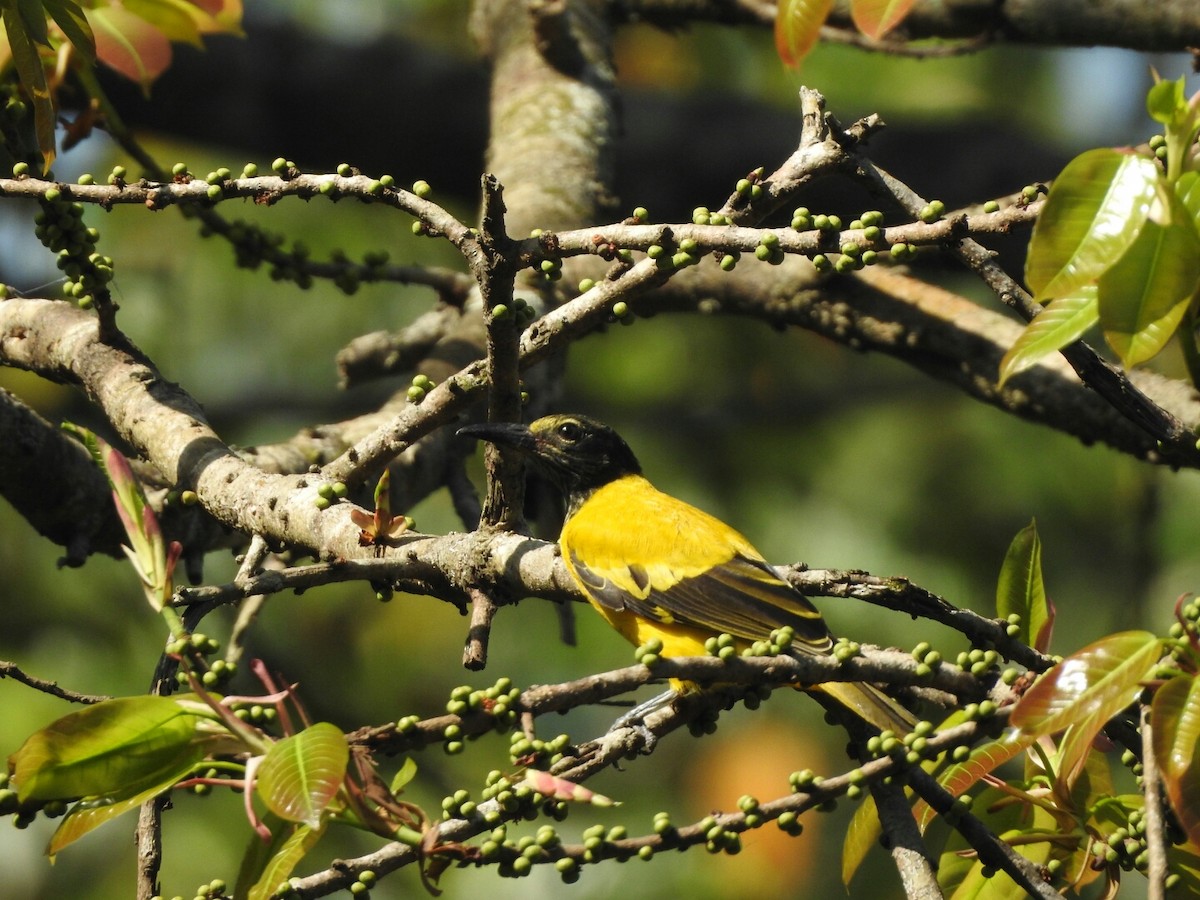 Black-hooded Oriole - ML140316051