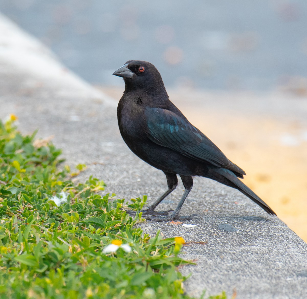 Bronzed Cowbird - ML140316101