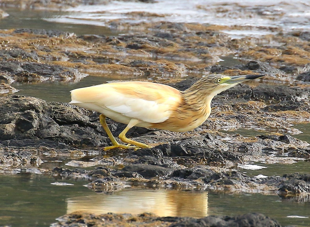 Squacco Heron - Mats Hildeman