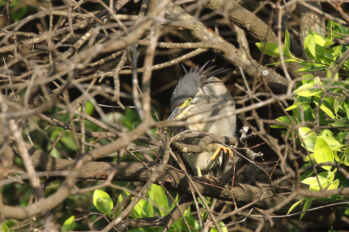 Striated Heron - ML140316161