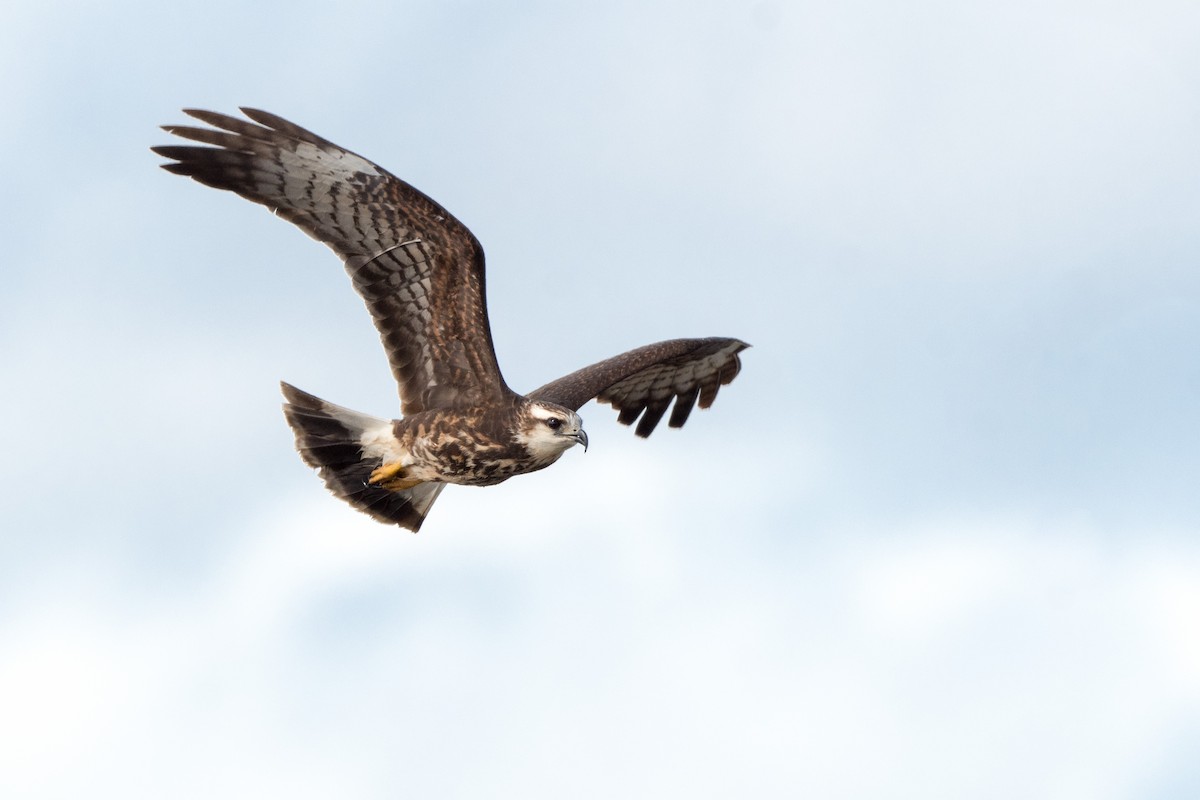 Snail Kite - ML140316191