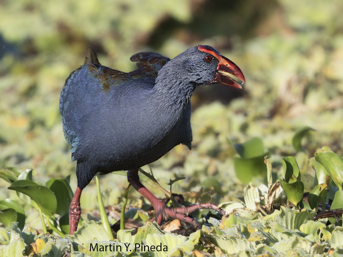 Philippine Swamphen - ML140316341