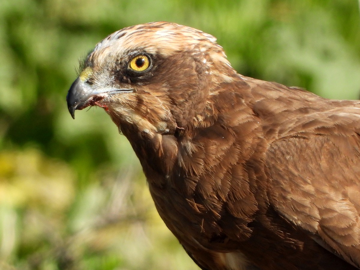 Western Marsh Harrier - ML140316421