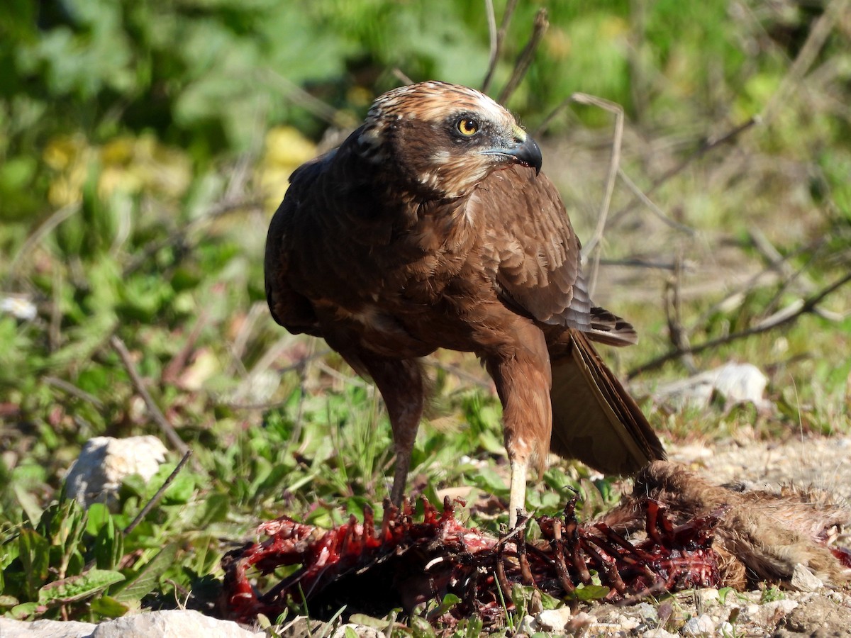 Aguilucho Lagunero Occidental - ML140316431