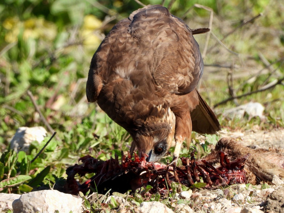 Western Marsh Harrier - ML140316441