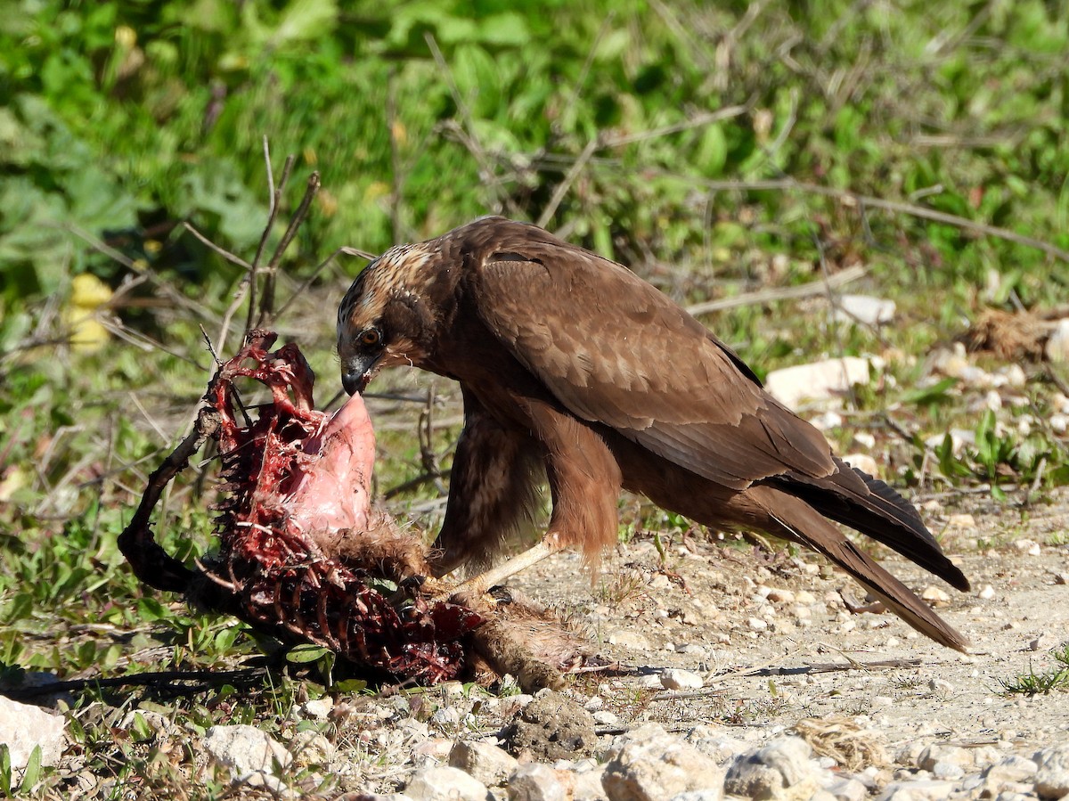 Western Marsh Harrier - ML140316461