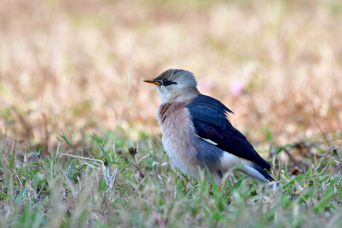 Vinous-breasted Myna - ML140316471