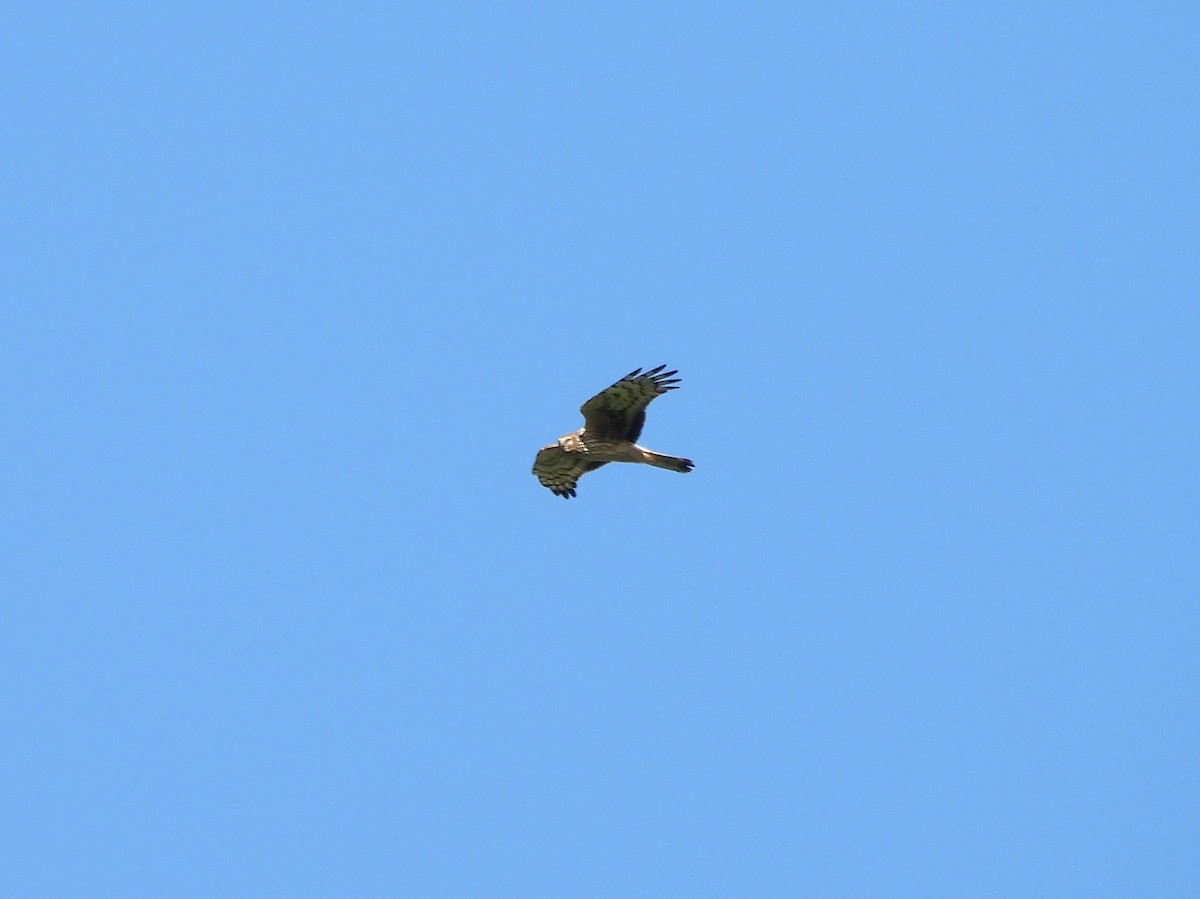 Hen Harrier - ML140316491