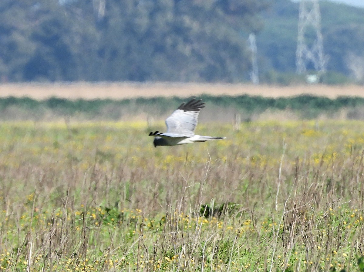 Aguilucho Pálido - ML140316501