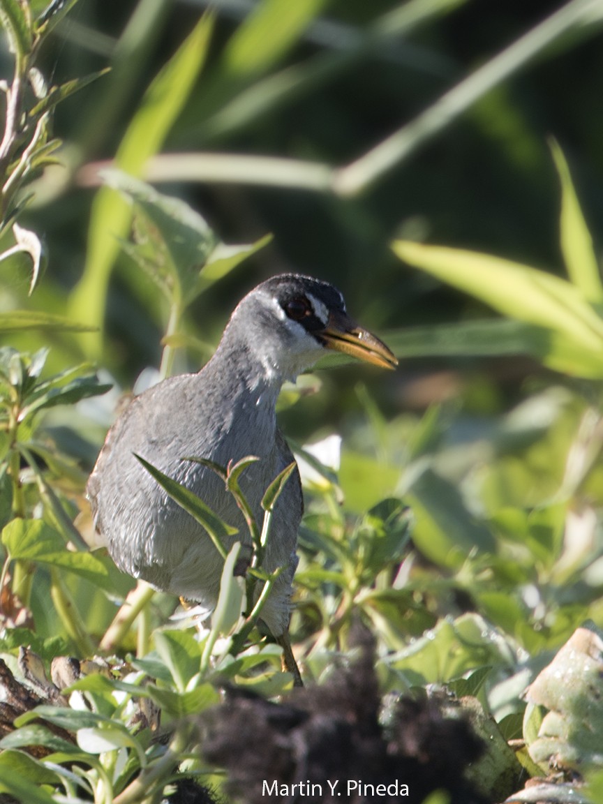 White-browed Crake - ML140316551