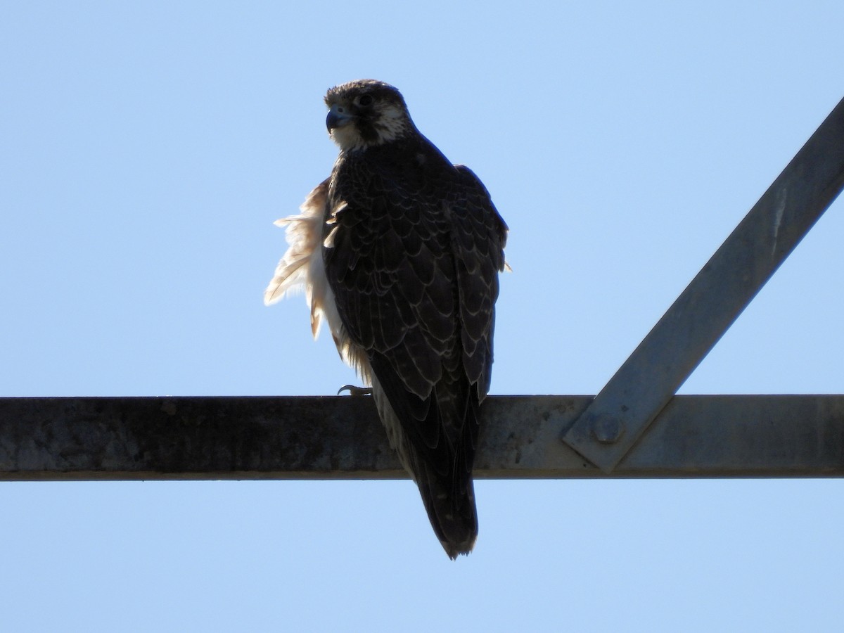 Peregrine Falcon - ML140316611