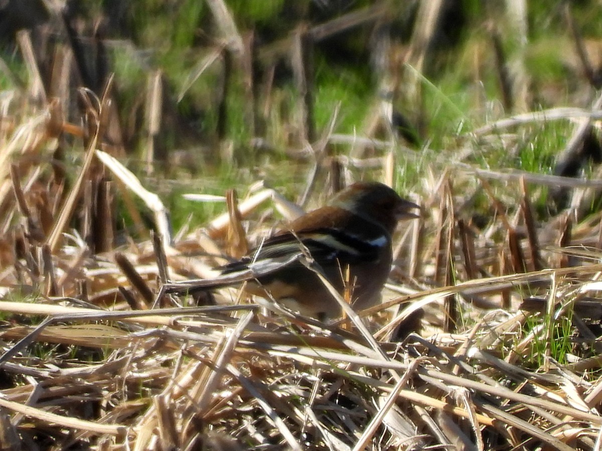 Common Chaffinch - ML140316761