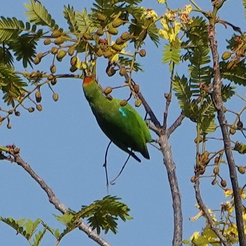 Golden-fronted Leafbird - ML140316871