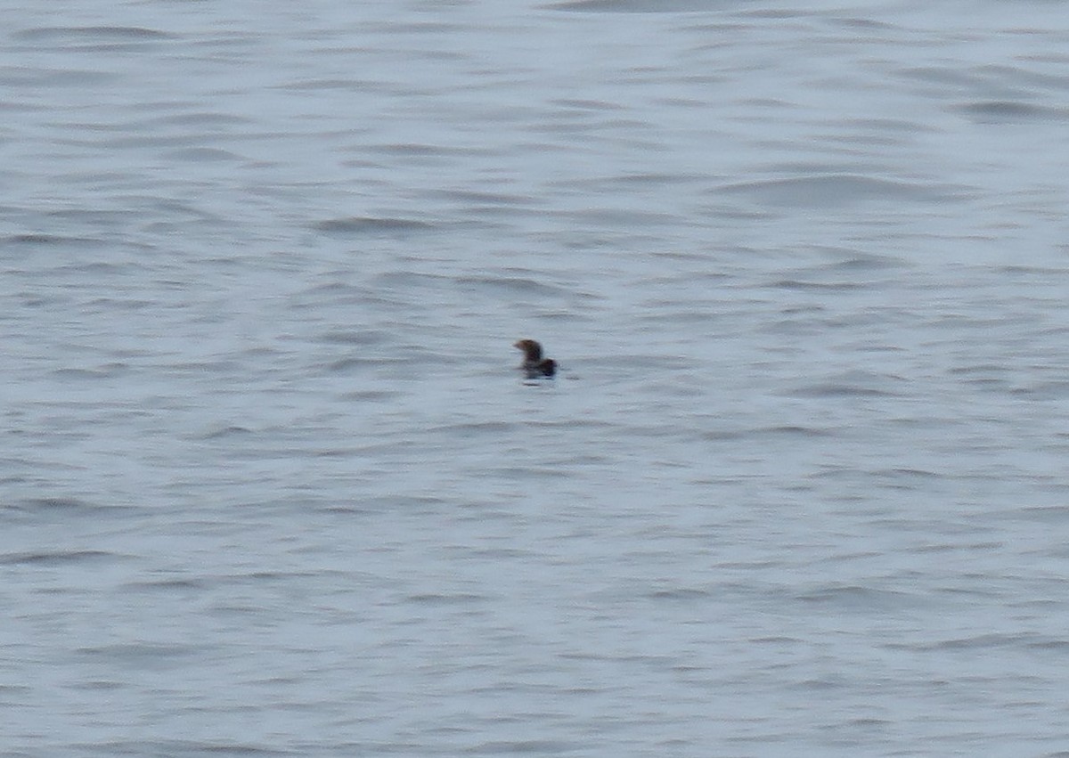 Rhinoceros Auklet - ML140317141