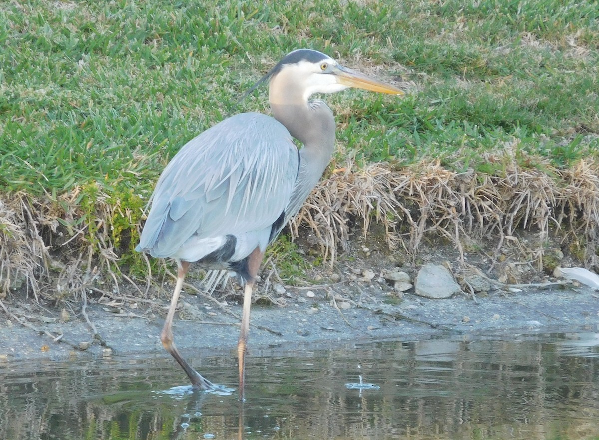 Great Blue Heron - ML140317161