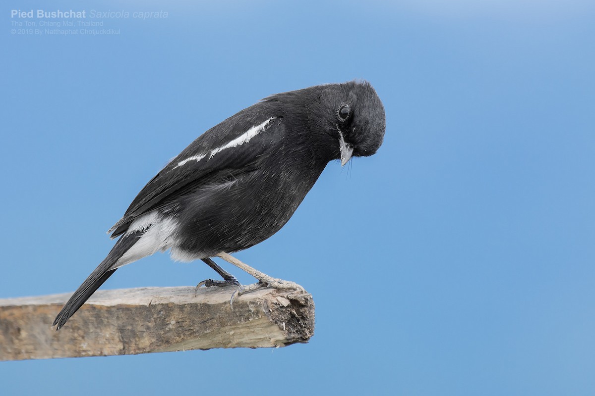 Pied Bushchat - ML140317391