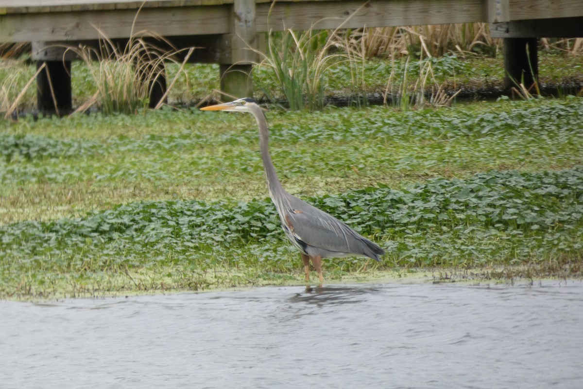 Great Blue Heron - ML140317481