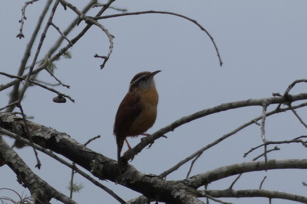 Carolina Wren - ML140317571