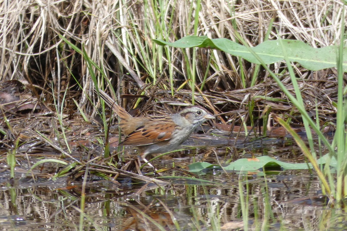 Swamp Sparrow - ML140317591