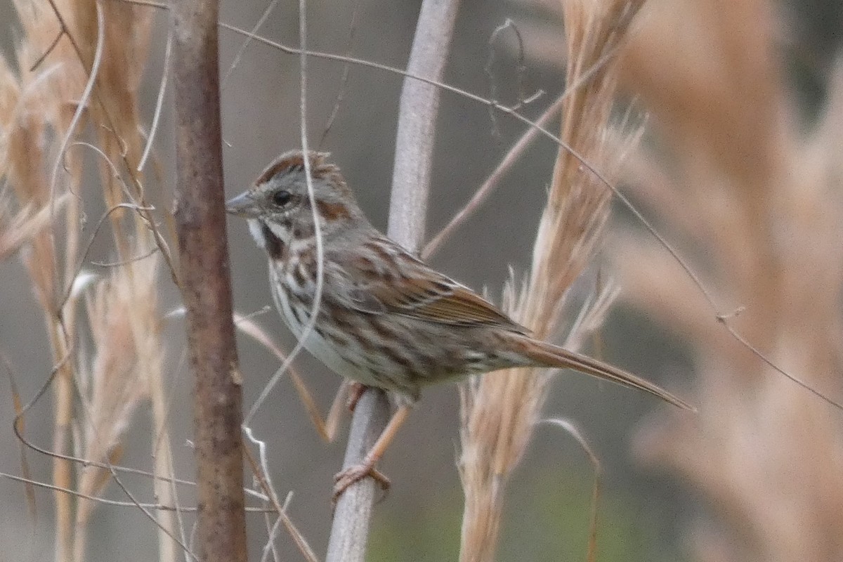 Song Sparrow - ML140317601