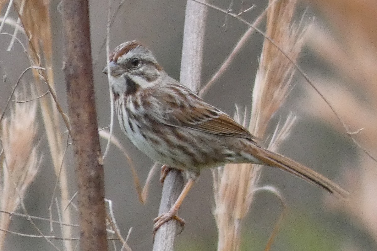 Song Sparrow - ML140317611