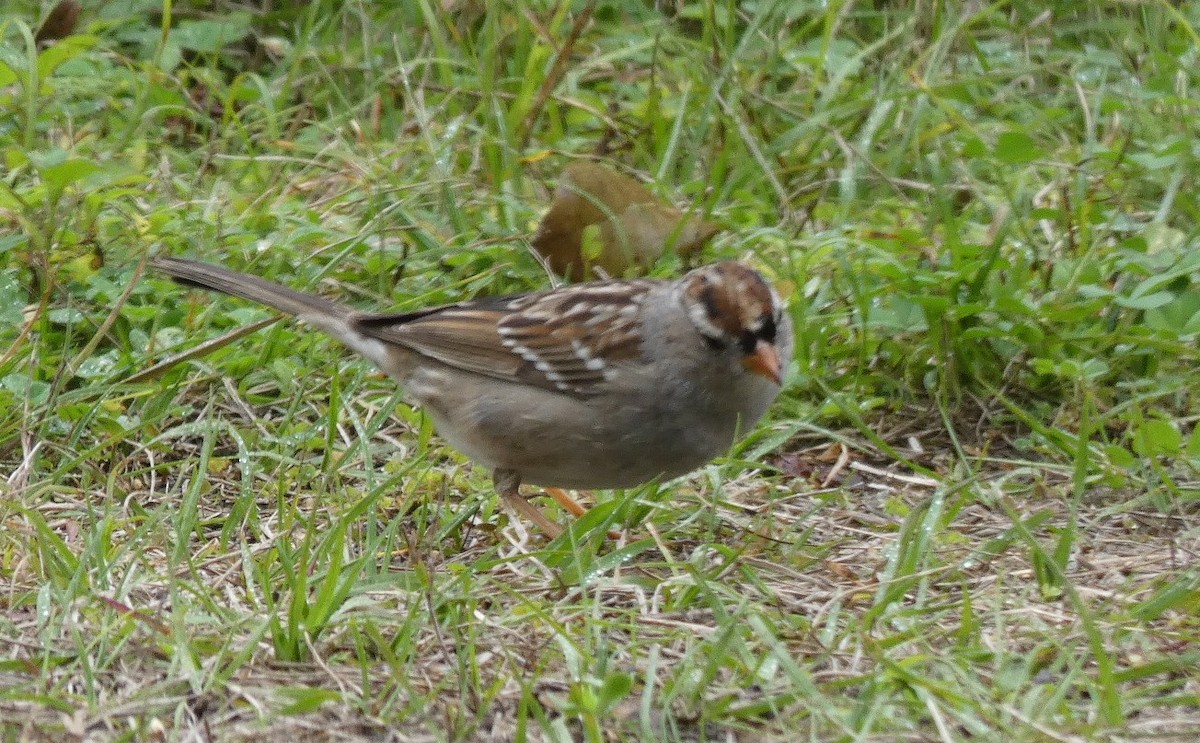 Bruant à couronne blanche - ML140317671