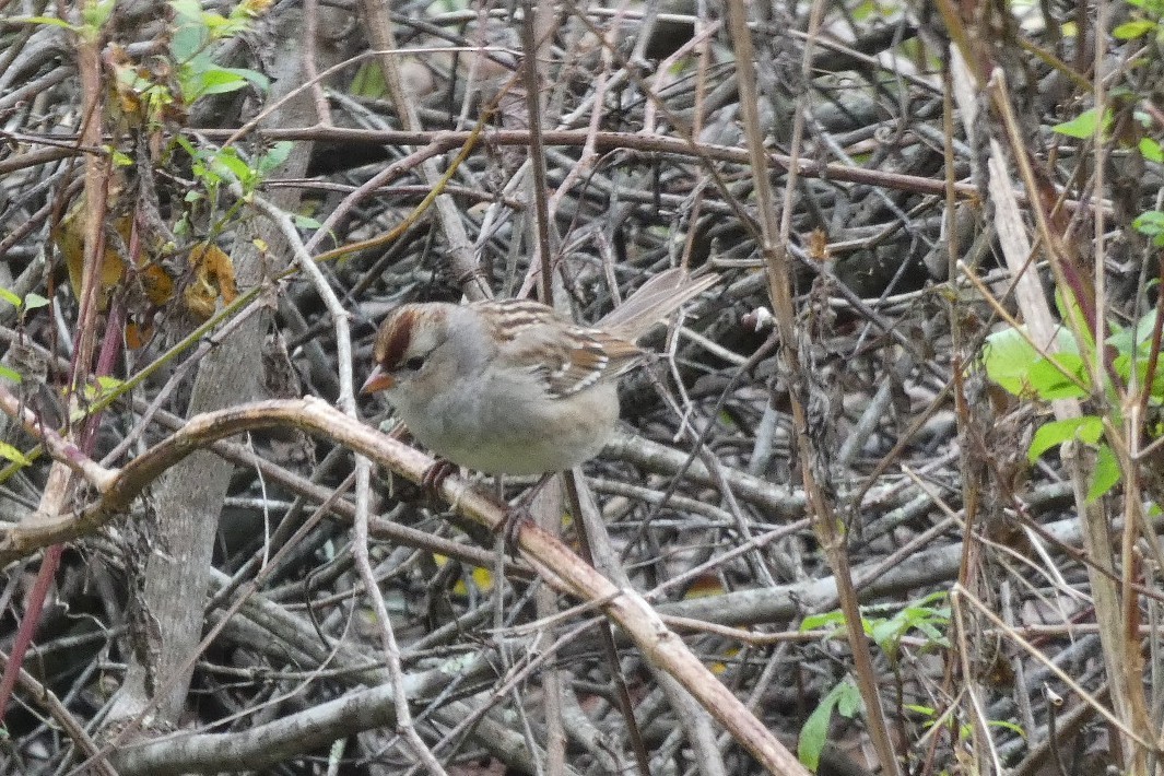 White-crowned Sparrow - ML140317771