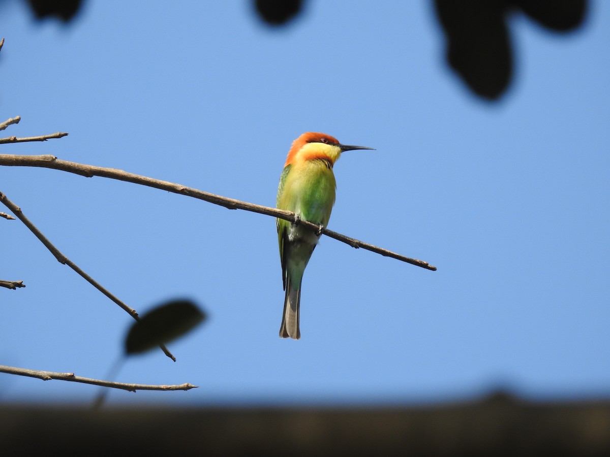 Chestnut-headed Bee-eater - ML140317811