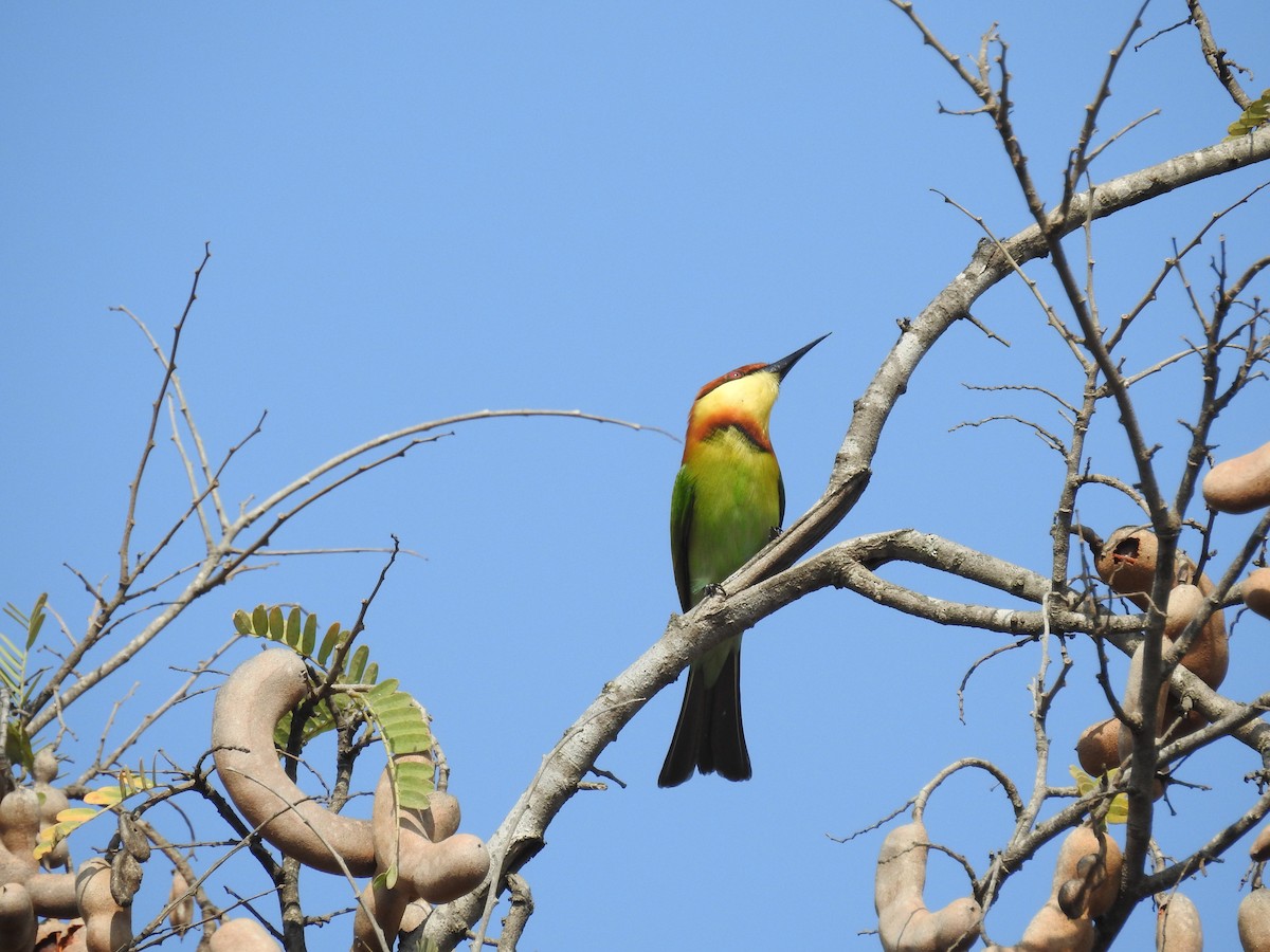 Chestnut-headed Bee-eater - ML140317821