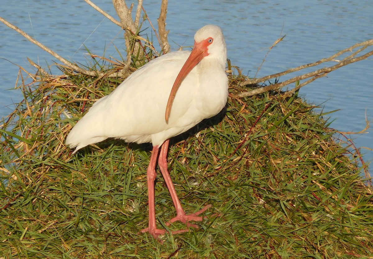 White Ibis - ML140317911