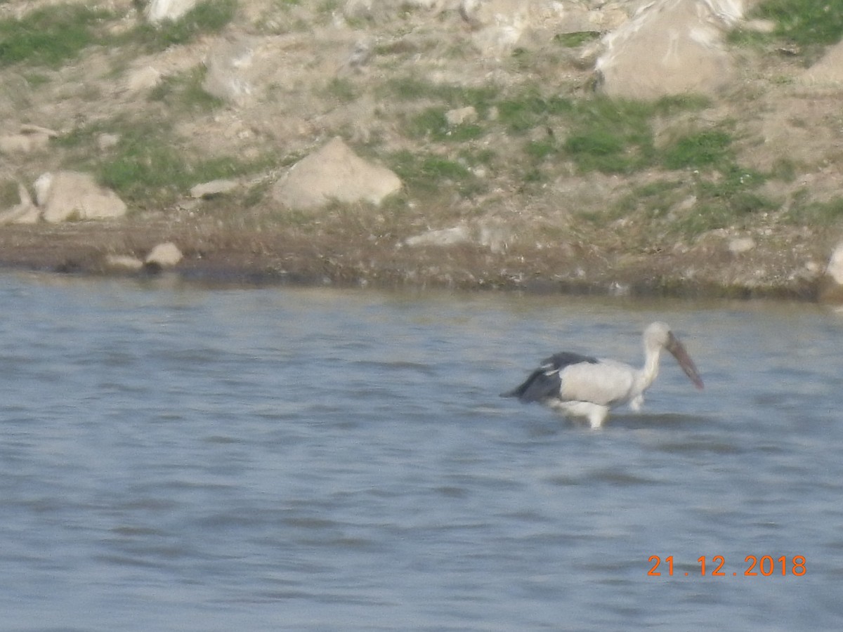 Asian Openbill - ML140318551