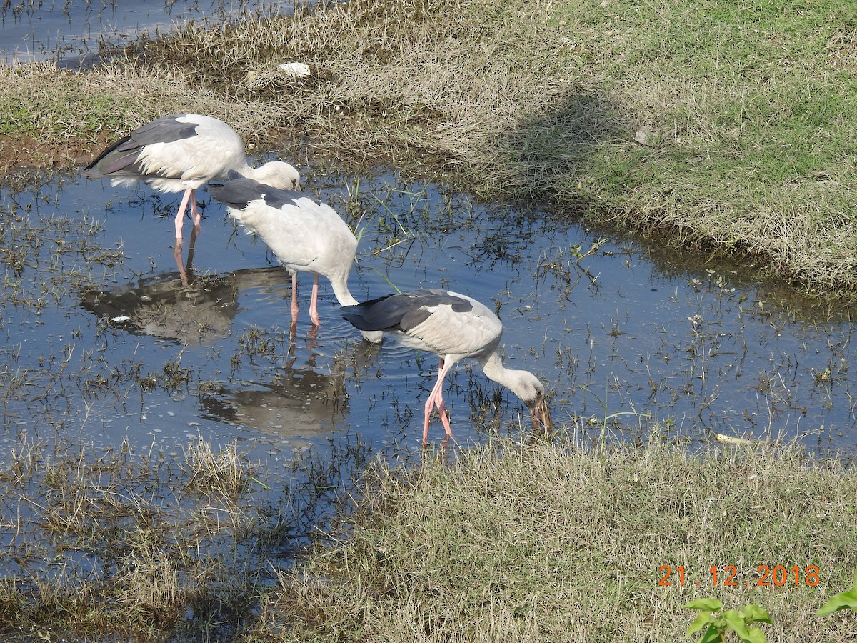 Asian Openbill - ML140318561