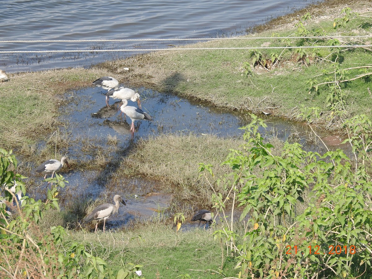 Asian Openbill - ML140318571