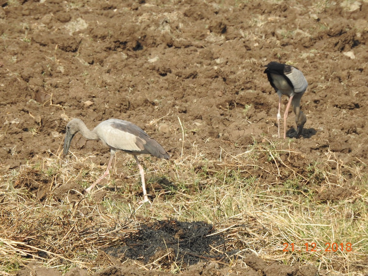 Asian Openbill - Rujuta Vinod