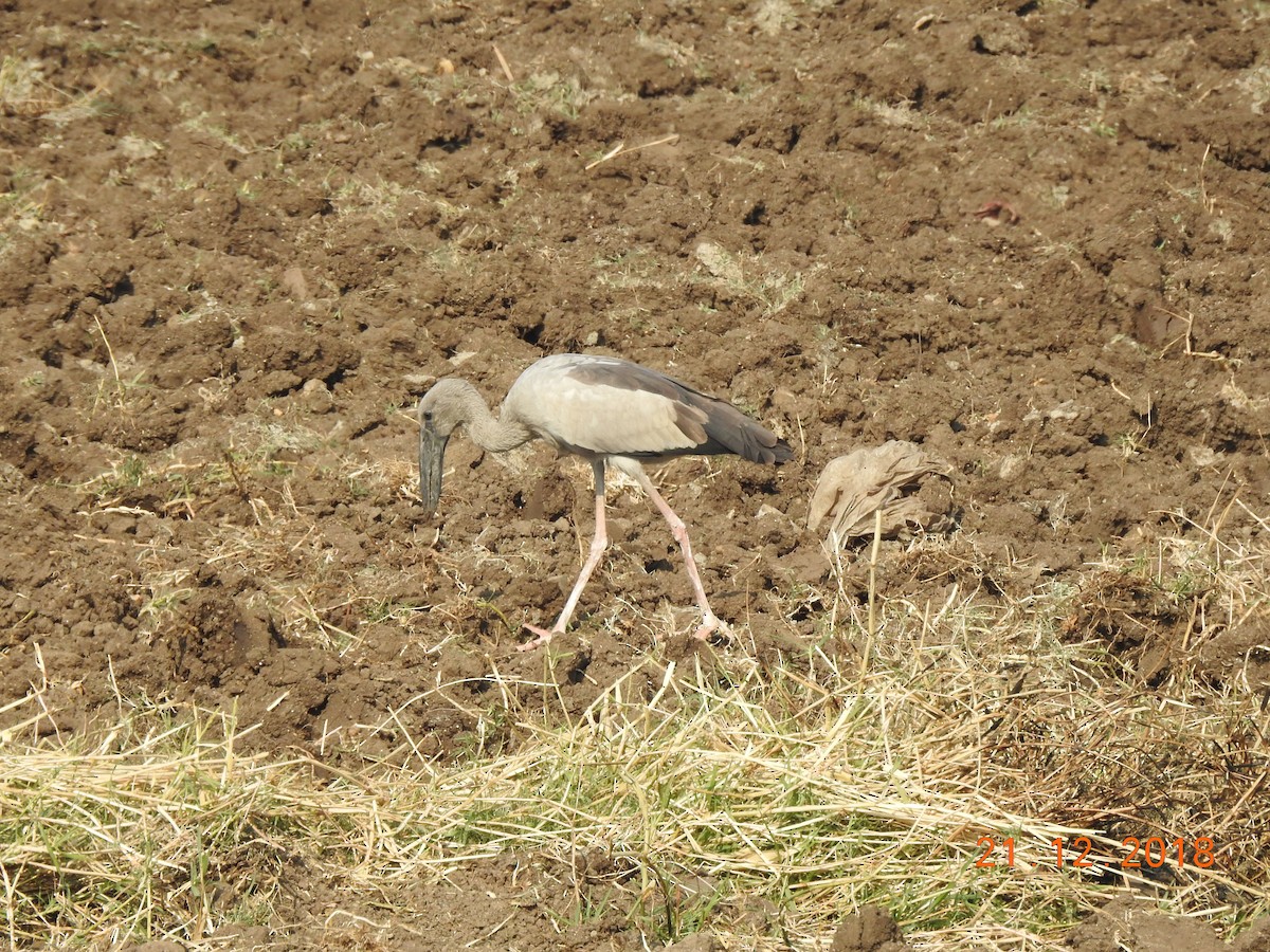 Asian Openbill - ML140318591