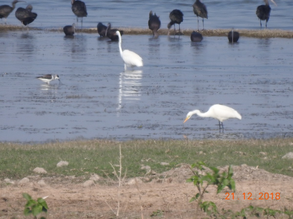 Medium Egret - ML140318651