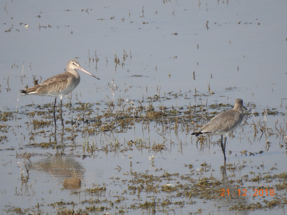 Black-tailed Godwit - Rujuta Vinod