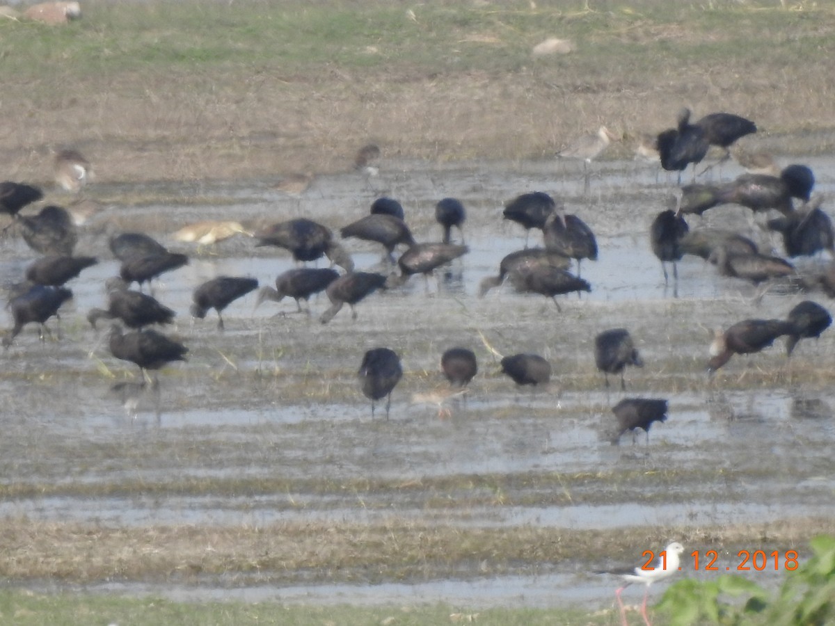 Glossy Ibis - Rujuta Vinod