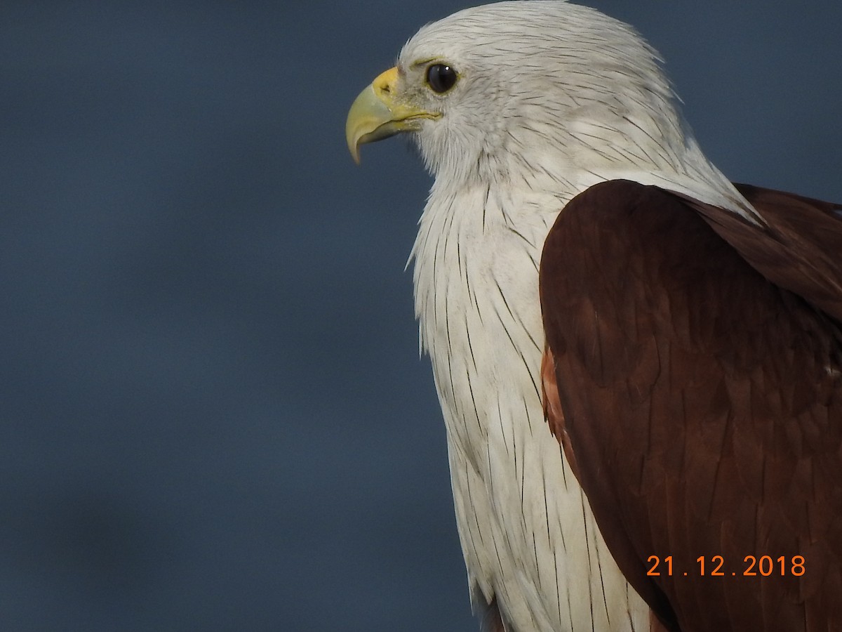 Brahminy Kite - Rujuta Vinod