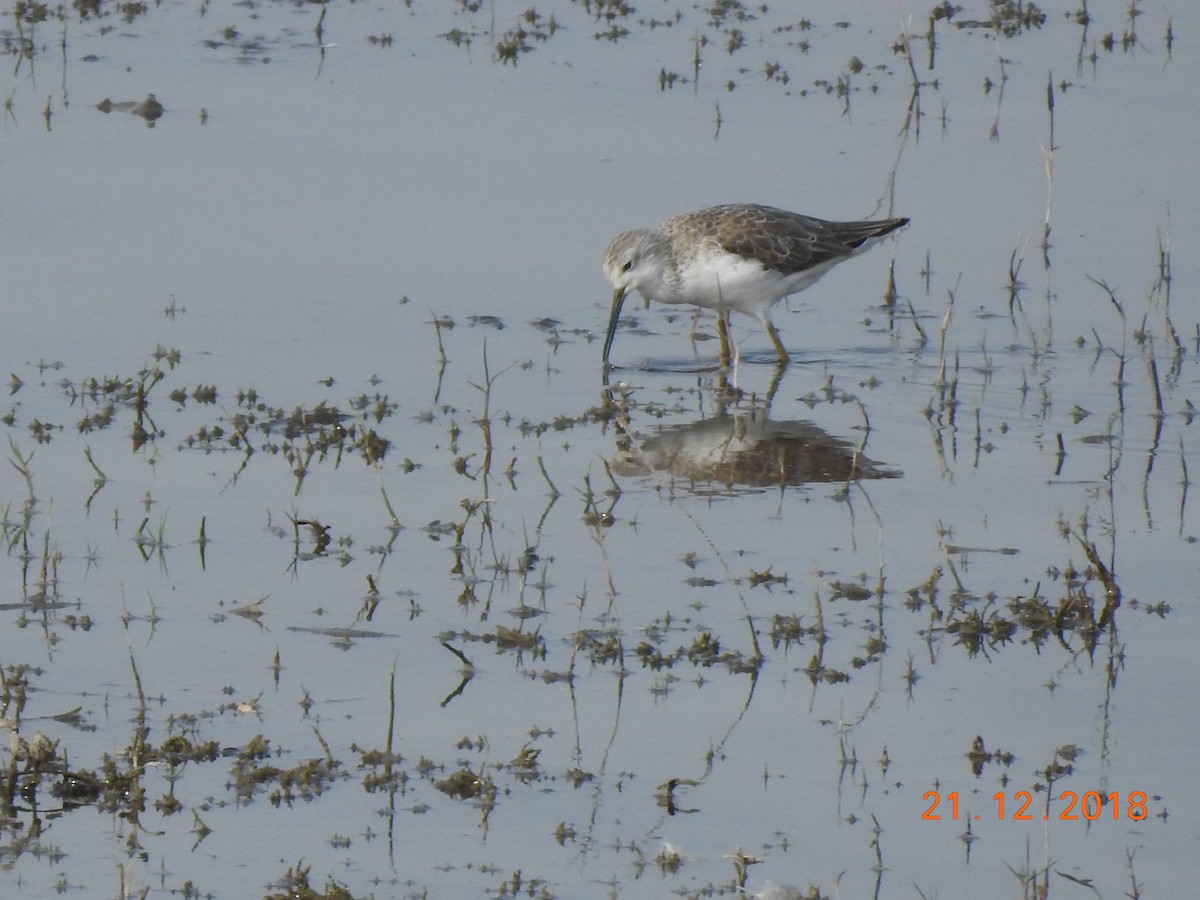 Marsh Sandpiper - Rujuta Vinod