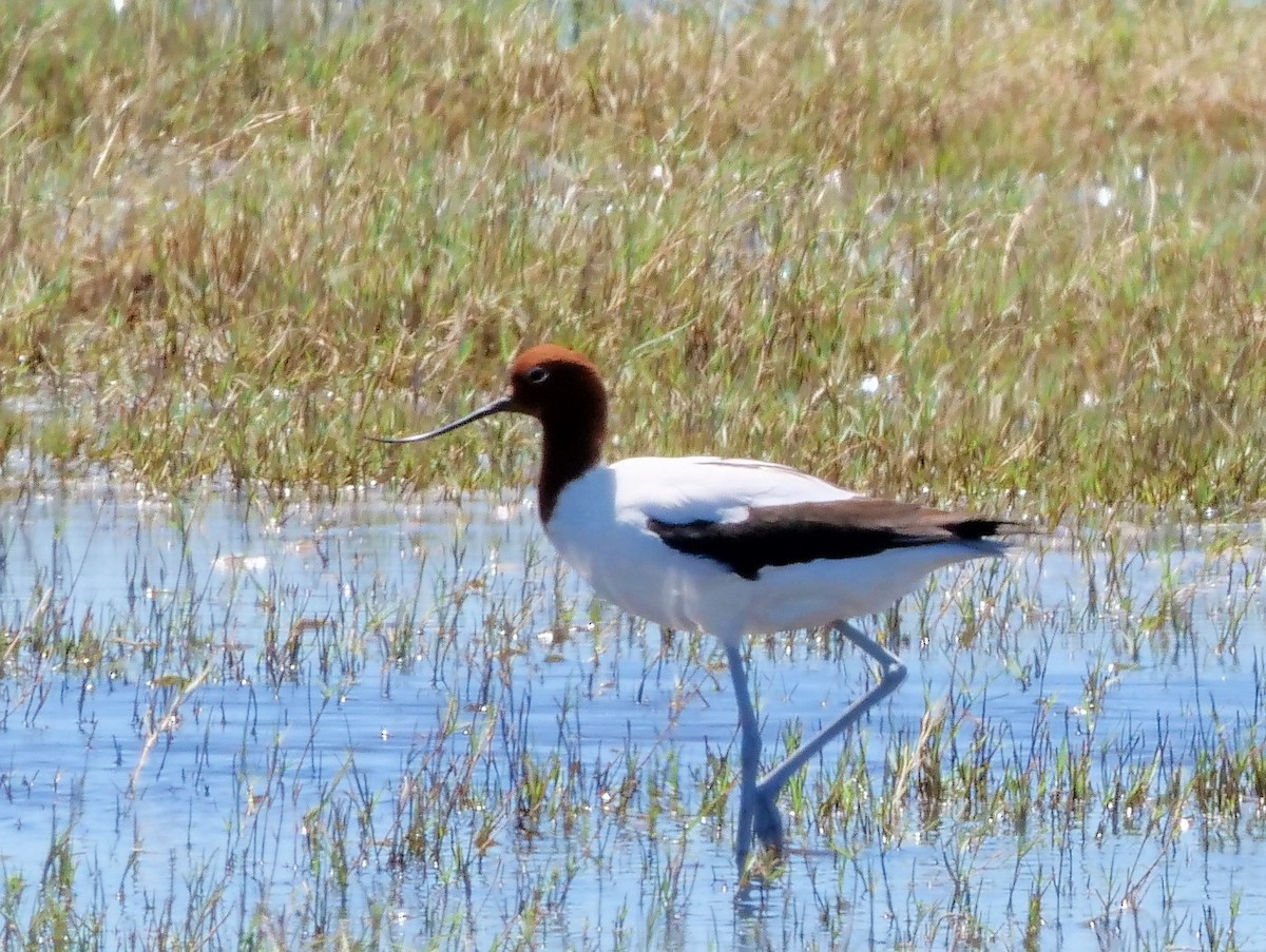 Avoceta Australiana - ML140319151