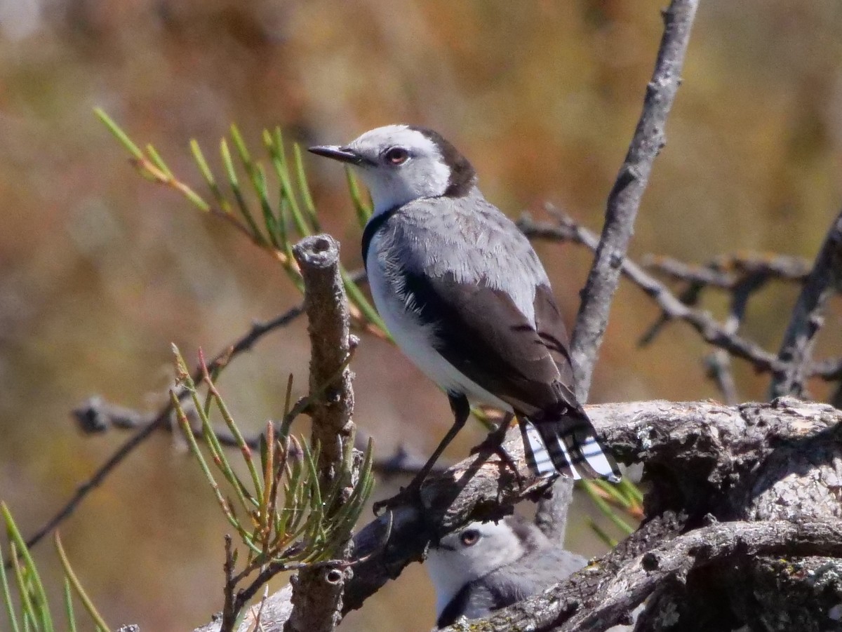 White-fronted Chat - ML140319201