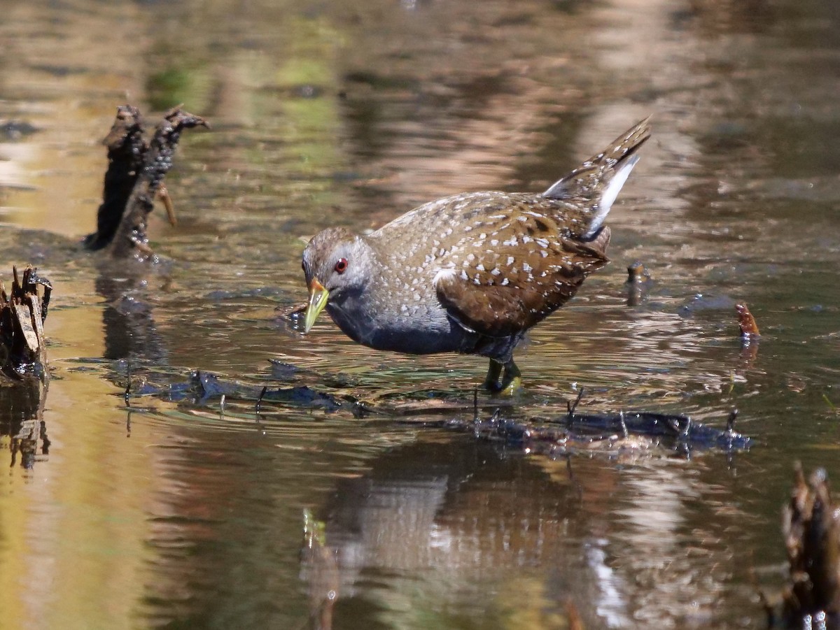 Australian Crake - ML140319211